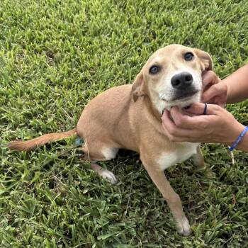 Sandi -  Terrier Dog for Adoption in Harlingen, Texas - Sandi | PetCurious
