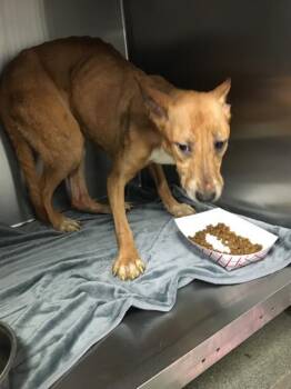 LUCARIO -  Mixed Breed Dog for Adoption in Dallas, Texas - LUCARIO | PetCurious