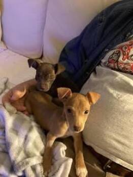 Dachshund Dogs Available for Adoption - Shallot | PetCurious