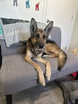 German Shepherd Dog Dogs Available for Adoption - Jasmine | PetCurious