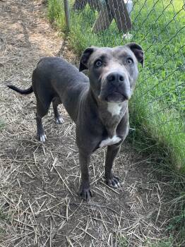 Mink -  Mixed Breed Dog for Adoption in Mishawaka, Indiana - Mink | PetCurious
