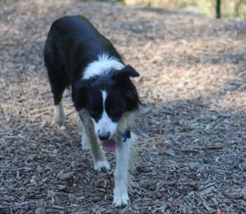 Streak -  Border Collie Dog for Adoption in Paso Robles, California - Streak | PetCurious