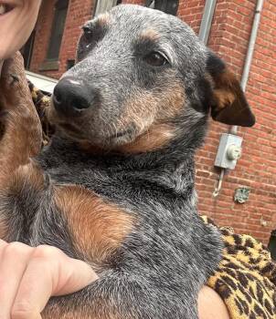 Rescue Australian Cattle Dog Blue Heeler Dogs for Adoption in Ottawa Hills, Ohio - Lucy Belle | PetCurious