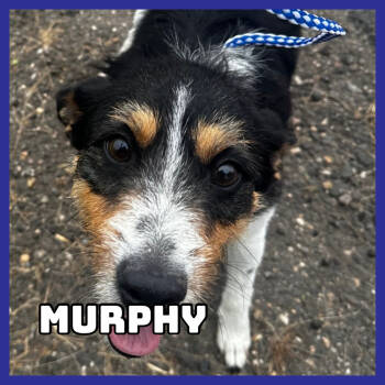 Rescue Mixed Breed Dogs for Adoption in Glenwood, Minnesota - Murphy | PetCurious