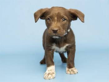 Pit Bull Terrier and Mixed Breed Dogs Available for Adoption in Phoenix, Arizona - KLAUS | PetCurious
