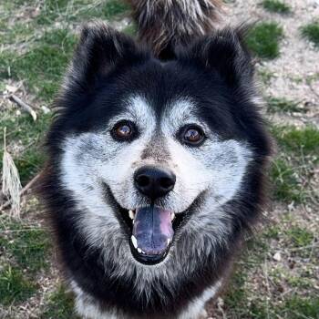 Rescue Husky Dogs for Adoption in San Rafael, California - Maxine | PetCurious