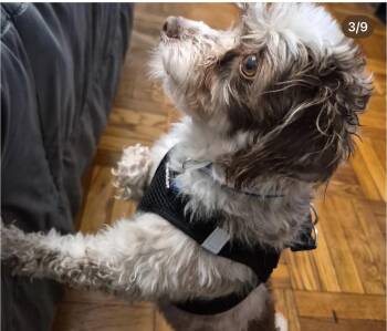 Tiger -  Havanese Dog for Adoption in Semmes, Alabama - Tiger | PetCurious