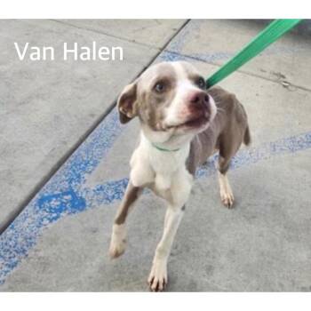 Terrier Dogs Available for Adoption - Van Halen | PetCurious