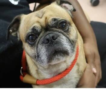 Rescue Pug Dogs for Adoption in Irmo, South Carolina - Dexter | PetCurious