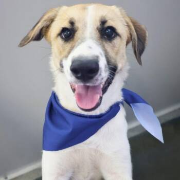 Rescue Shepherd Dogs for Adoption in Huntington, New York - Waverly | PetCurious