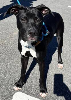 Titus- ADOPTED -  Mixed Breed Dog for Adoption in Atlanta, Georgia - Titus- ADOPTED | PetCurious