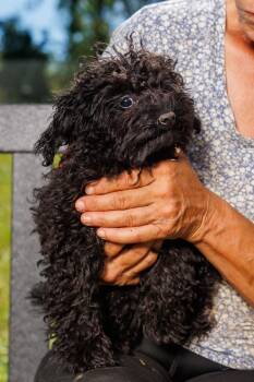 Jean Claude -  Poodle Dog for Adoption in Chester Springs, Pennsylvania - Jean Claude | PetCurious