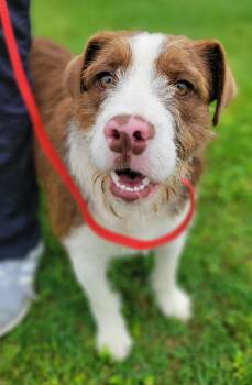 English Springer Spaniel and Labrador Retriever Dogs Available for Adoption in Laplace, Louisiana - Cookie | PetCurious