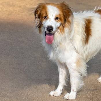 GANGES SHARK -  Great Pyrenees and Mixed Breed Dog for Adoption in St. Louis, Missouri - GANGES SHARK | PetCurious
