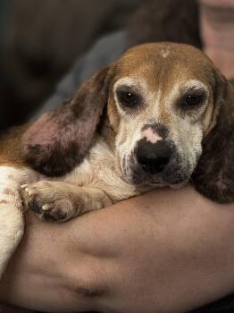 1587 Prime -  Beagle Dog for Adoption in Blue Springs, Missouri - 1587 Prime | PetCurious
