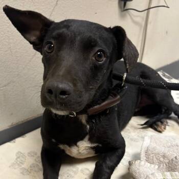 Mixed Breed Dogs Available for Adoption - Shiva | PetCurious