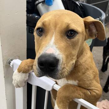 Pit Bull Terrier Dogs Available for Adoption in Birmingham, Alabama - Hank | PetCurious