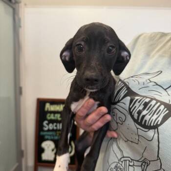 Tai Chi -  Terrier and German Shorthaired Pointer Dog for Adoption in Louisville, Kentucky - Tai Chi | PetCurious