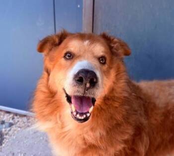 Rusty -  Nova Scotia Duck Tolling Retriever and Mixed Breed Dog for Adoption in New Orleans, Louisiana - Rusty | PetCurious