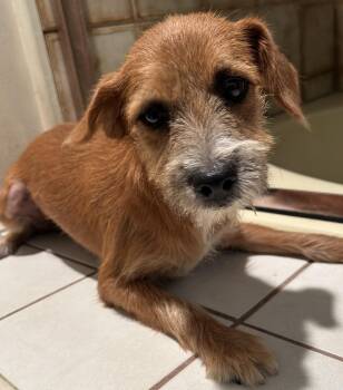 KIMBERLY -  Terrier Dog for Adoption in El Cajon, California - KIMBERLY | PetCurious