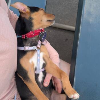 Mixed Breed Dogs Available for Adoption in Hopkinton, Massachusetts - Pico | PetCurious