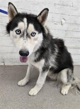 KEVIN -  Siberian Husky Dog for Adoption in San Bernardino, California - KEVIN | PetCurious