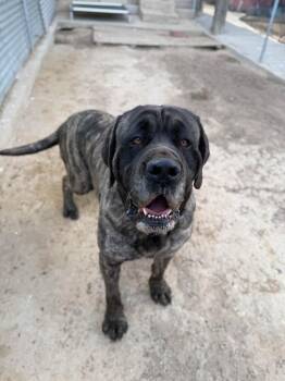 Mastiff Dogs Available for Adoption in Severance, Colorado - Vishnu | PetCurious
