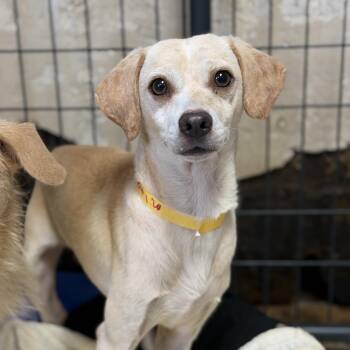 Pop-pop -  Mixed Breed Dog for Adoption in Columbia, South Carolina - Pop-pop | PetCurious