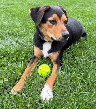 Murphy -  Australian Shepherd and Rottweiler Dog for Adoption in Richboro, Pennsylvania - Murphy | PetCurious
