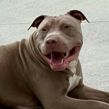 MISTER -  Labrador Retriever and Weimaraner Dog for Adoption in Indianapolis, Indiana - MISTER | PetCurious