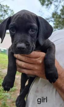 Poppy -  Black Labrador Retriever Dog for Adoption in Marietta, Georgia - Poppy | PetCurious