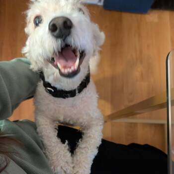Bentley -  Bichon Frise and Miniature Poodle Dog for Adoption in New York, New York - Bentley | PetCurious