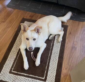 Husky Dogs Available for Adoption in Lincoln, Nebraska - Roxy | PetCurious