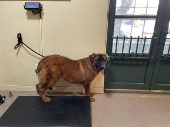 Rescue German Shepherd Dog and Mixed Breed Dogs for Adoption in Pasadena, California - A525212 | PetCurious