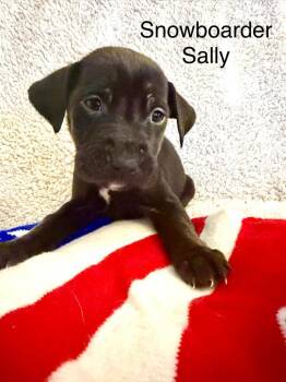Shepherd and Pit Bull Terrier Dogs Available for Adoption - Snowboarder Sally | PetCurious