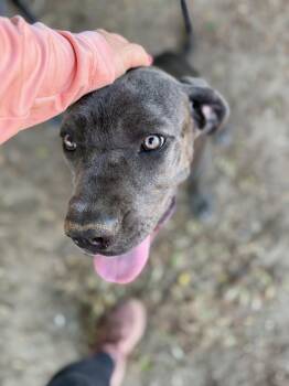 Iris -  Cane Corso Dog for Adoption in Glendale, Arizona - Iris | PetCurious