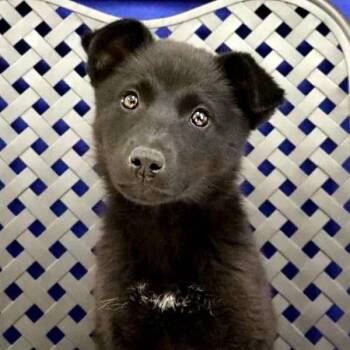 German Shepherd Dog Dogs Available for Adoption in Fort Davis, Texas - Sonora | PetCurious