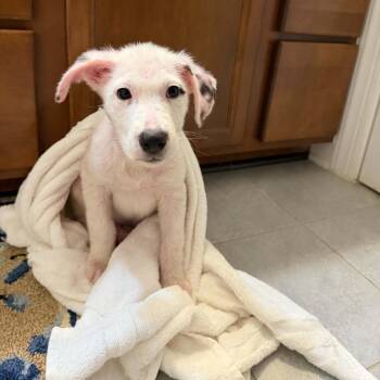 Beatrice -  Mixed Breed Dog for Adoption in Fredericksburg, Virginia - Beatrice | PetCurious