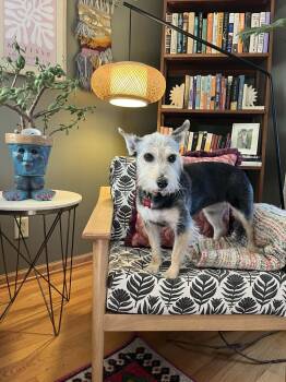 Terrier Dogs Available for Adoption in Whitewater, Wisconsin - Foxy | PetCurious