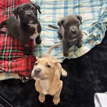 Mixed Breed Dogs Available for Adoption in Flagstaff, Arizona - Jadis | PetCurious