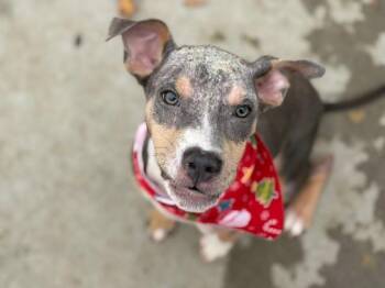 DAN -  Pit Bull Terrier and Mixed Breed Dog for Adoption in Tulsa, Oklahoma - DAN | PetCurious