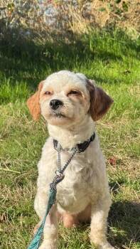 Muffin -  Bichon Frise and Shih Tzu Dog for Adoption in Seattle, Washington - Muffin | PetCurious