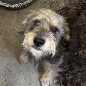 Finneas -  Terrier and Mixed Breed Dog for Adoption in Evensville, Tennessee - Finneas | PetCurious