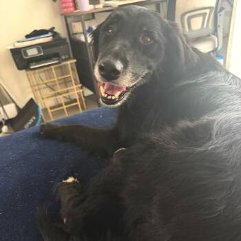 Molly -  Black Labrador Retriever and Australian Shepherd Dog for Adoption in San Diego, California - Molly | PetCurious