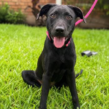 Labrador Retriever and Mixed Breed Dogs Available for Adoption in Saugus, Massachusetts - Delilah | PetCurious