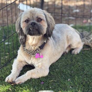 Shih Tzu Dogs Available for Adoption in Phoenix, Arizona - Nico | PetCurious