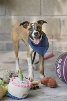 Sombra -  Labrador Retriever and Chihuahua Dog for Adoption in Calgary, Alberta - Sombra | PetCurious