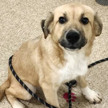 Rescue Retriever Dogs for Adoption in Fairfax Station, Virginia - Mahalo | PetCurious