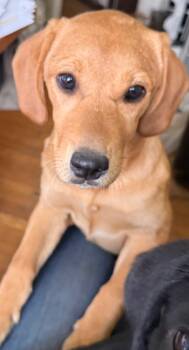 Yellow Labrador Retriever and Mixed Breed Dogs Available for Adoption in Winnipeg, Manitoba - Mango | PetCurious