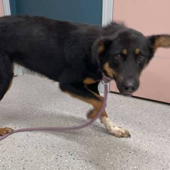 Rescue Mixed Breed Dogs for Adoption in Huntsville, Arkansas - Kiara | PetCurious